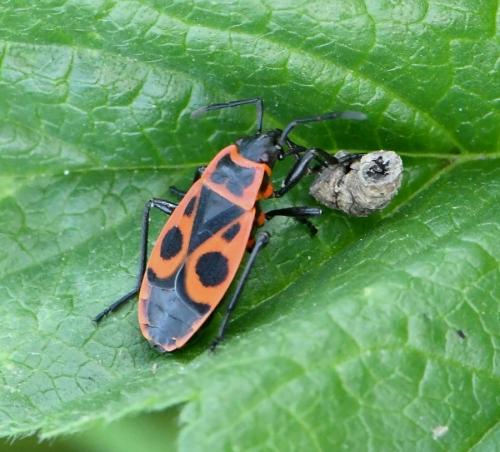Pyrrhocoris apterus